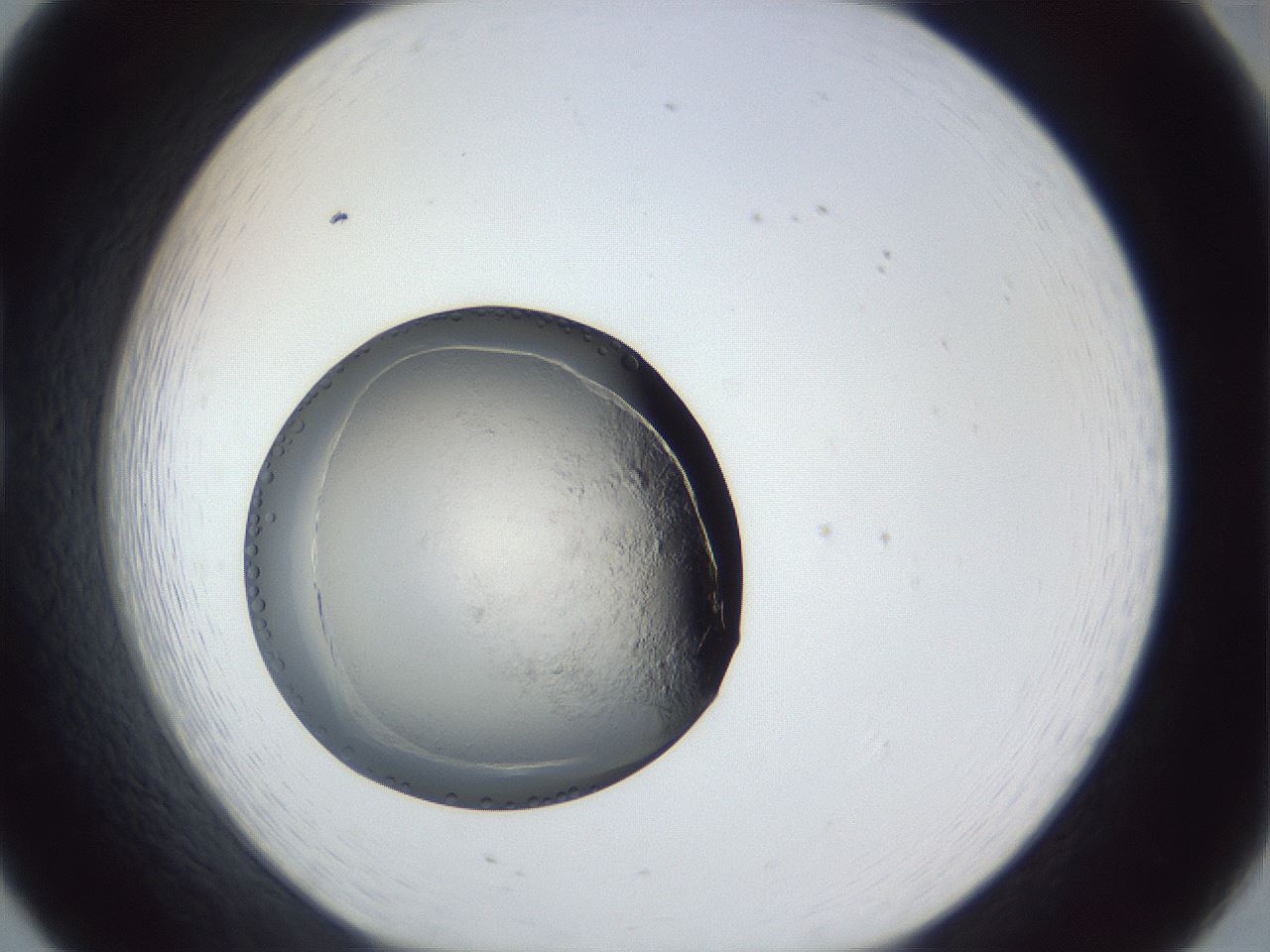 folderID944_plateID944_batchID1308_wellNum20_profileID1_d1_r35638_ef.jpg