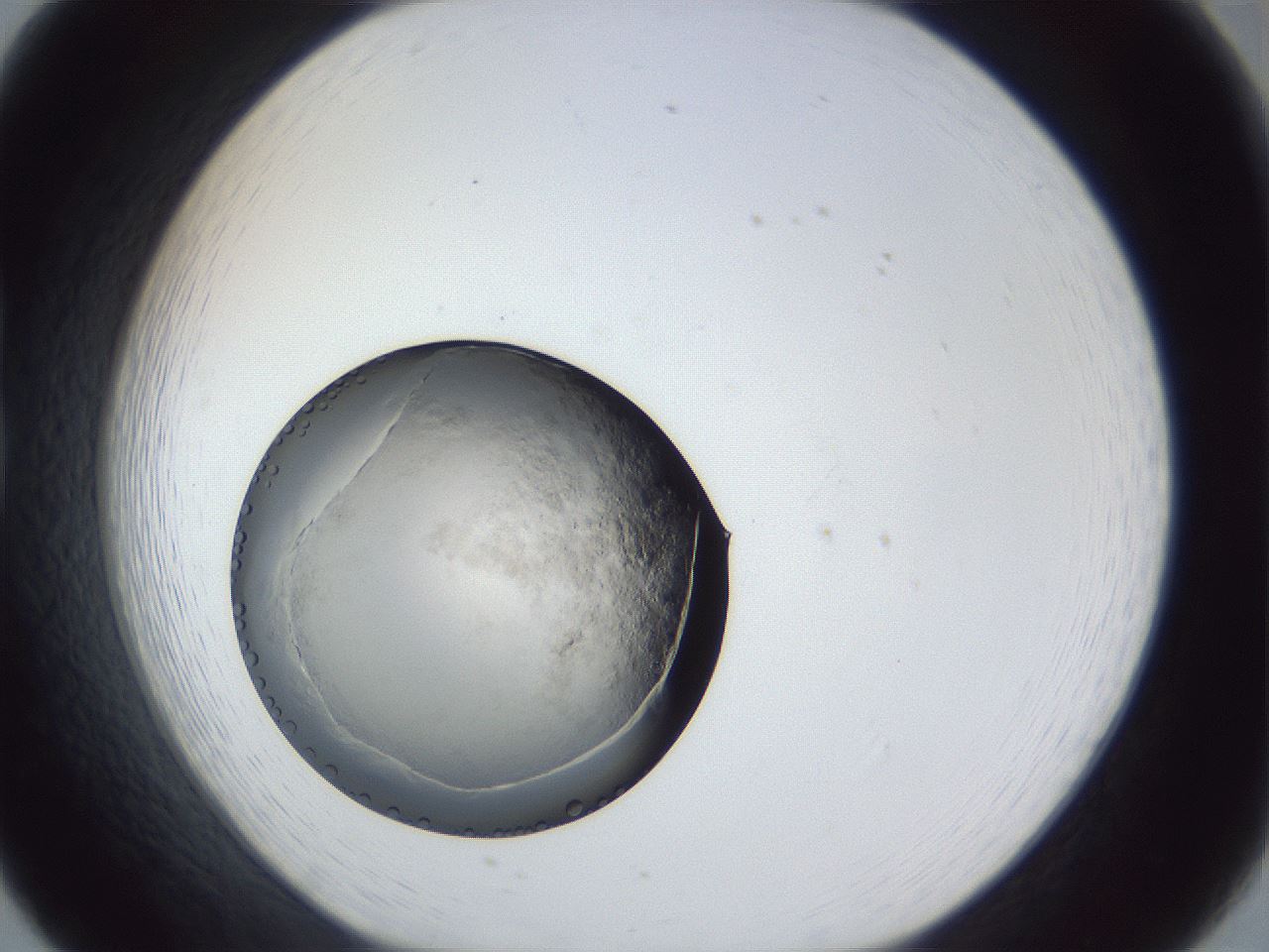 folderID945_plateID945_batchID1309_wellNum20_profileID1_d1_r35734_ef.jpg