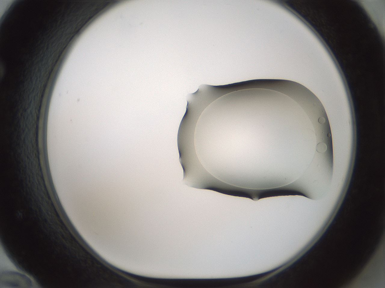 folderID955_plateID2955_batchID16039_wellNum72_profileID1_d1_r243783_ef.jpg