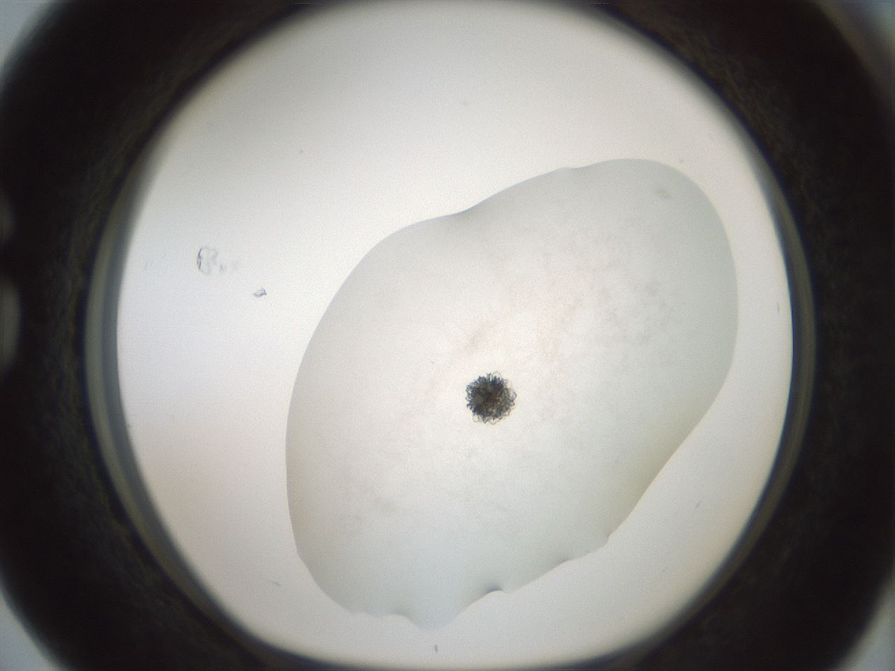 folderID100_plateID3100_batchID18329_wellNum76_profileID1_d1_r260724_ef.jpg