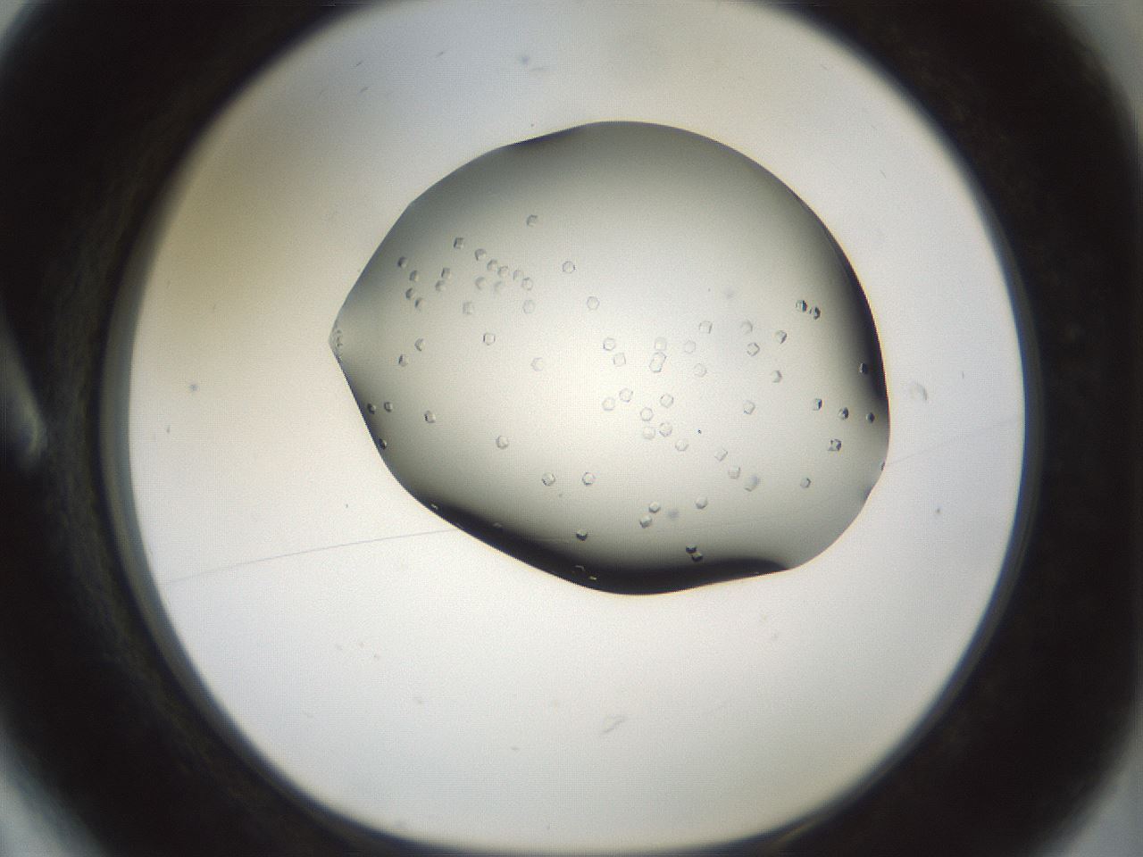 folderID100_plateID3100_batchID18819_wellNum6_profileID1_d1_r260654_ef.jpg