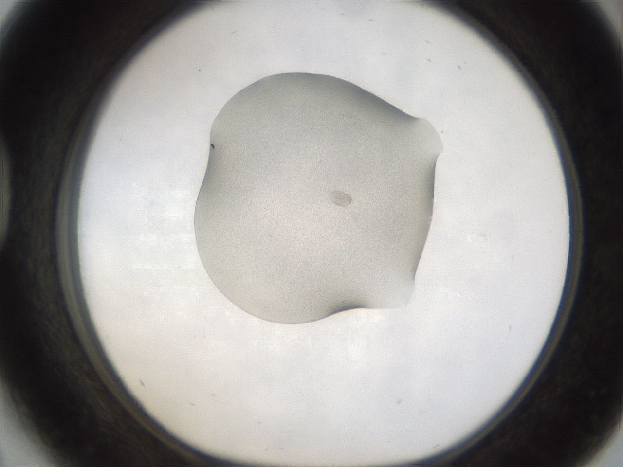 folderID145_plateID1145_batchID2634_wellNum41_profileID1_d1_r60259_ef.jpg