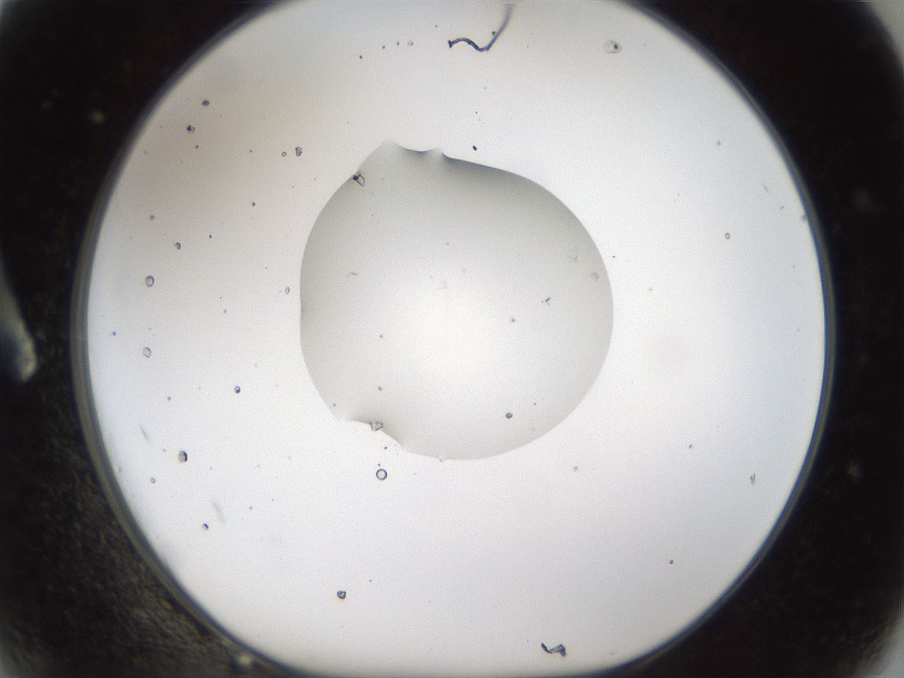 folderID146_plateID1146_batchID2775_wellNum2_profileID1_d1_r60412_ef.jpg