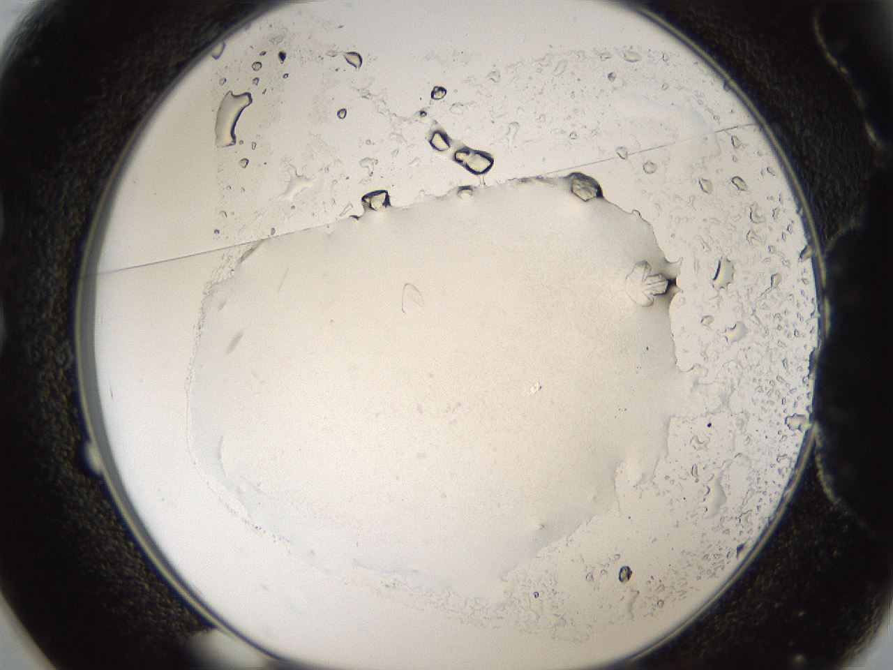 folderID179_plateID3179_batchID19161_wellNum25_profileID1_d1_r274427_ef.jpg