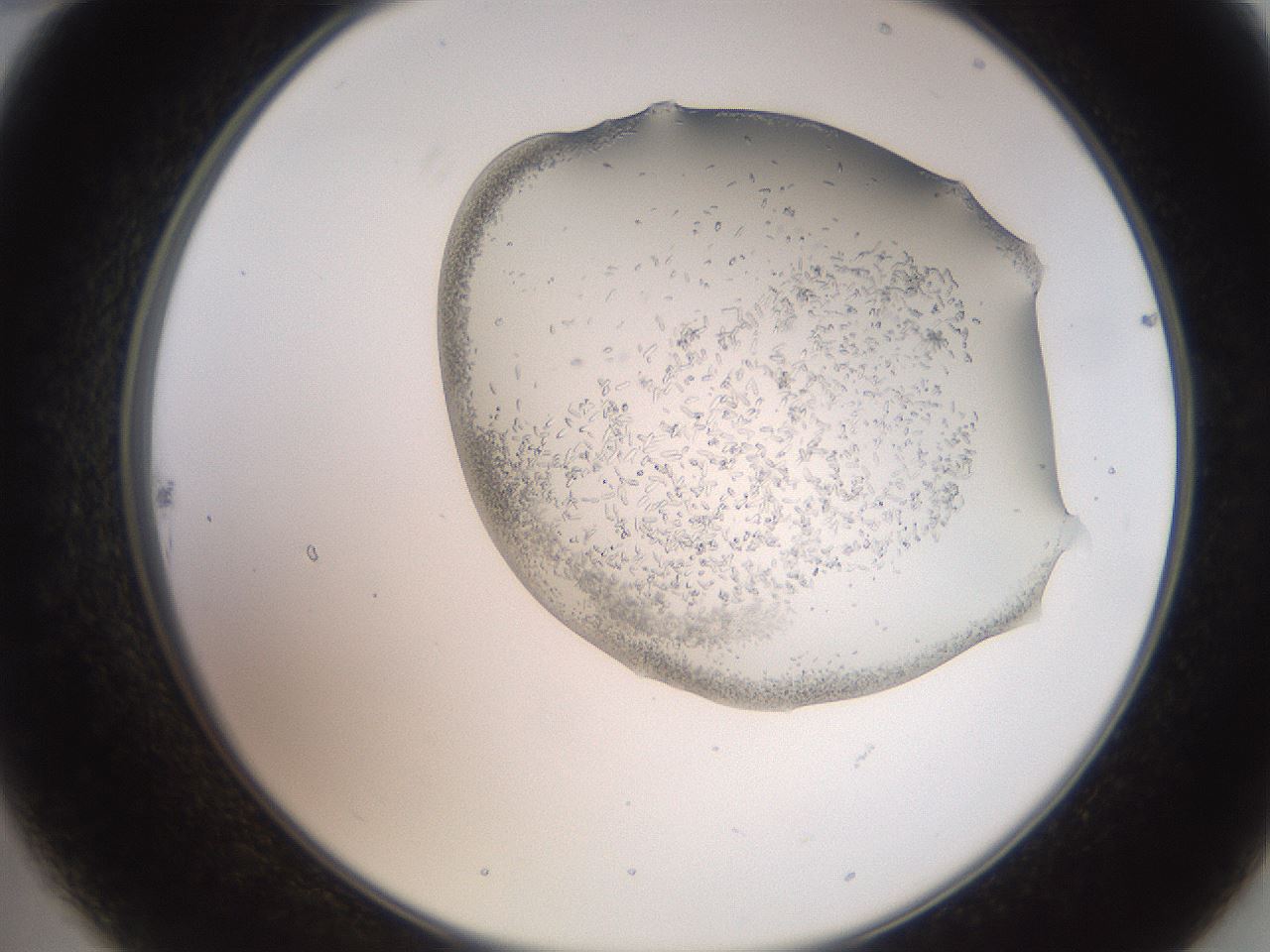 folderID205_plateID2205_batchID9754_wellNum22_profileID1_d2_r149986_ef.jpg