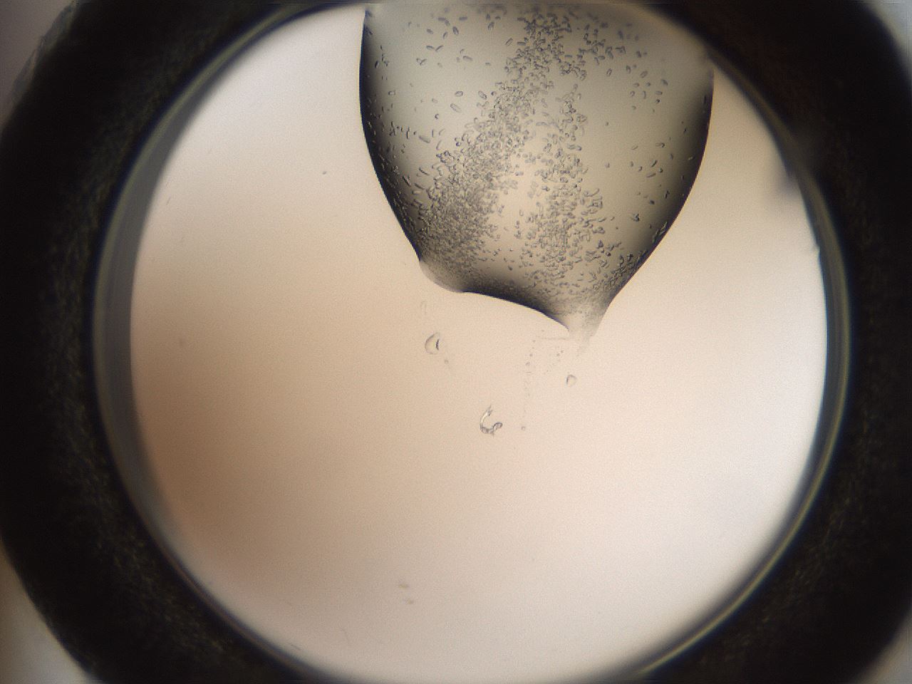 folderID205_plateID2205_batchID9776_wellNum73_profileID1_d2_r150088_ef.jpg