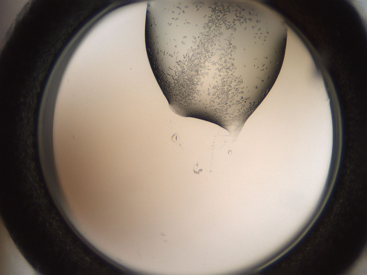 folderID205_plateID2205_batchID9800_wellNum73_profileID1_d2_r150088_ef.jpg