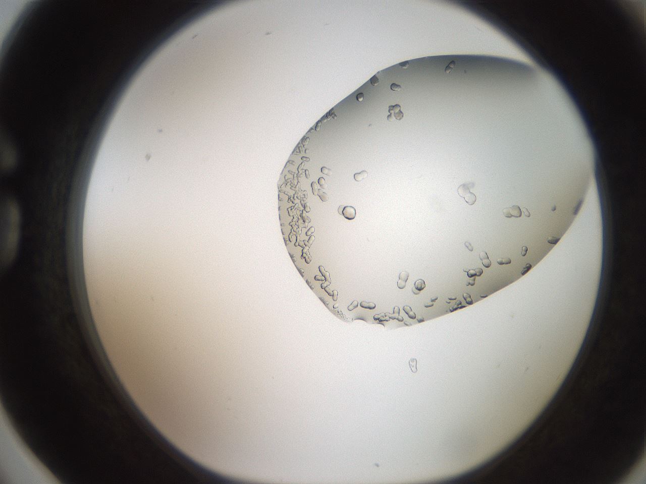 folderID206_plateID2206_batchID10268_wellNum78_profileID1_d1_r149905_ef.jpg