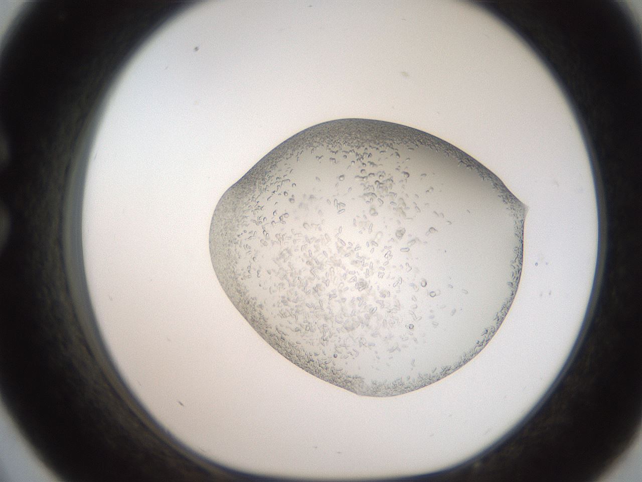 folderID206_plateID2206_batchID9775_wellNum33_profileID1_d1_r149815_ef.jpg