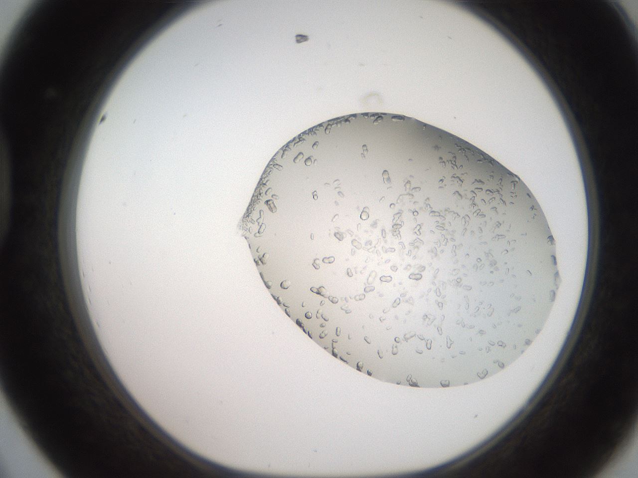 folderID206_plateID2206_batchID9775_wellNum44_profileID1_d1_r149837_ef.jpg