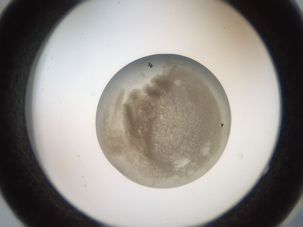 folderID20_plateID3020_batchID16518_wellNum52_profileID1_d2_r252202_ef.jpg