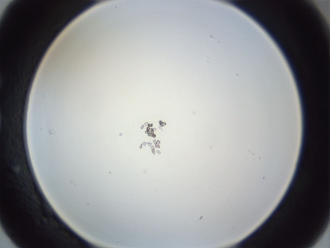 folderID216_plateID1216_batchID3850_wellNum29_profileID1_d1_r68152_ef.jpg
