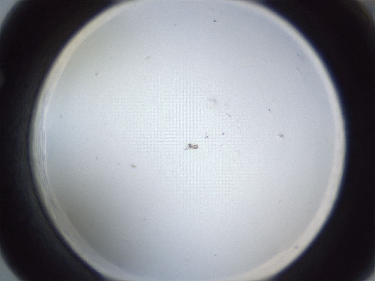 folderID217_plateID1217_batchID3596_wellNum65_profileID1_d1_r68896_ef.jpg