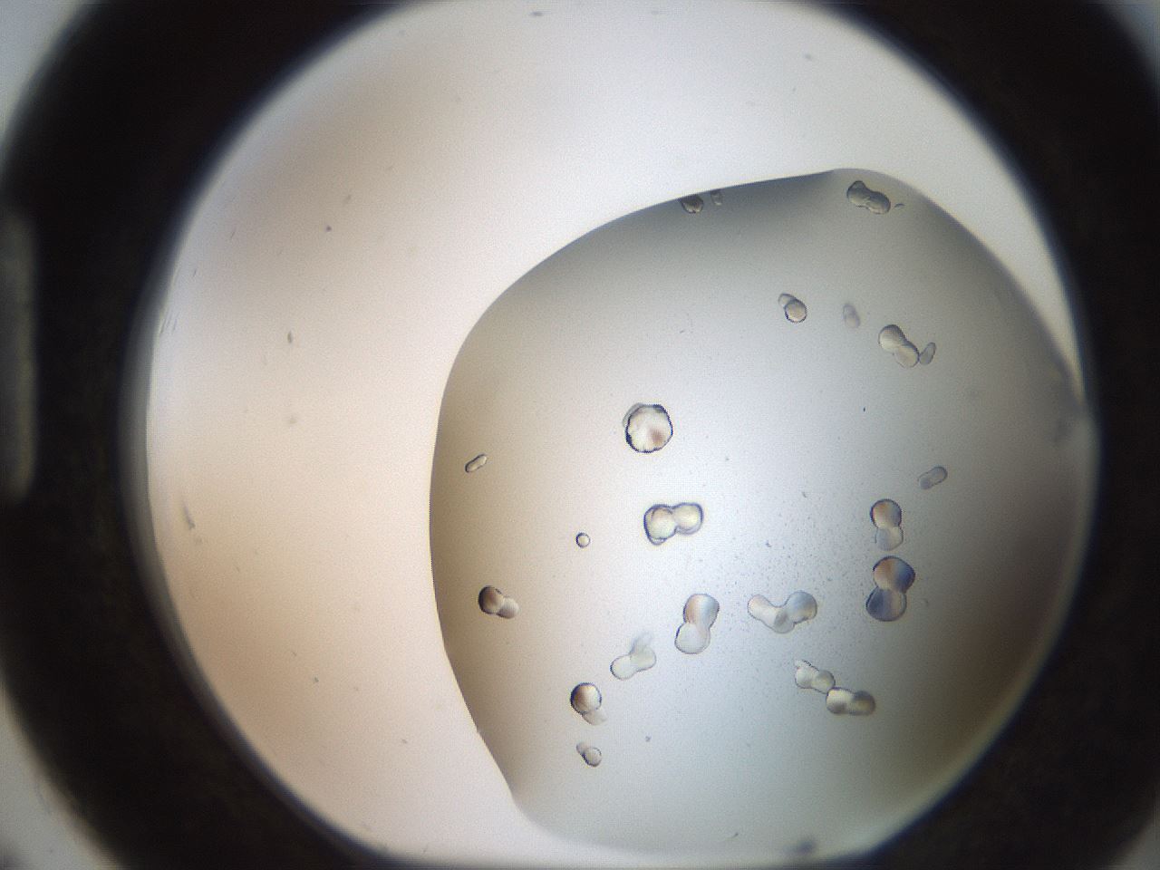 folderID235_plateID2235_batchID10451_wellNum91_profileID1_d1_r154549_ef.jpg