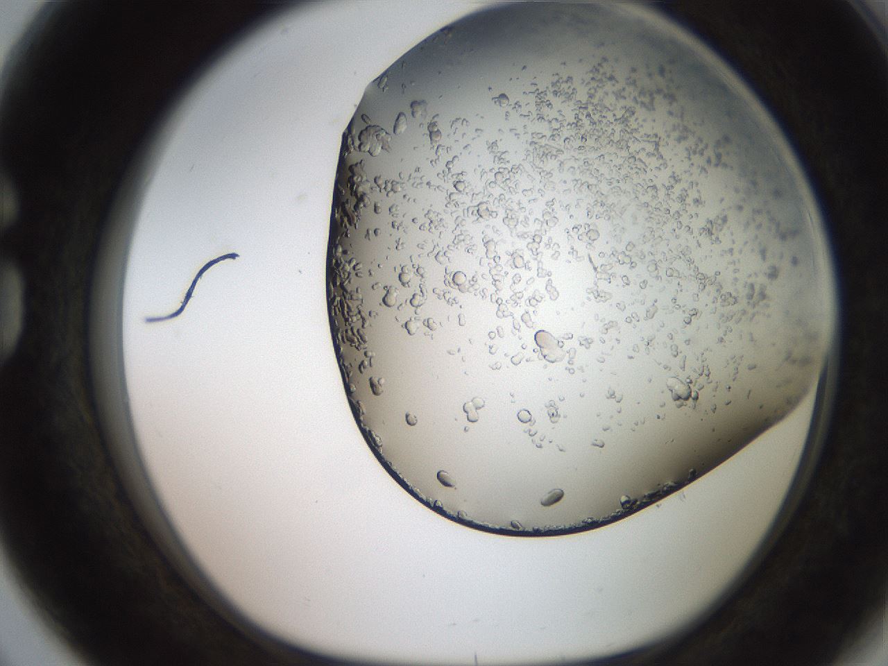 folderID235_plateID2235_batchID9946_wellNum80_profileID1_d1_r154538_ef.jpg