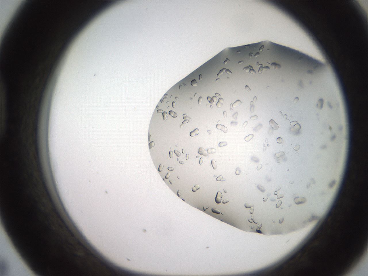 folderID241_plateID2241_batchID10084_wellNum43_profileID1_d1_r154908_ef.jpg