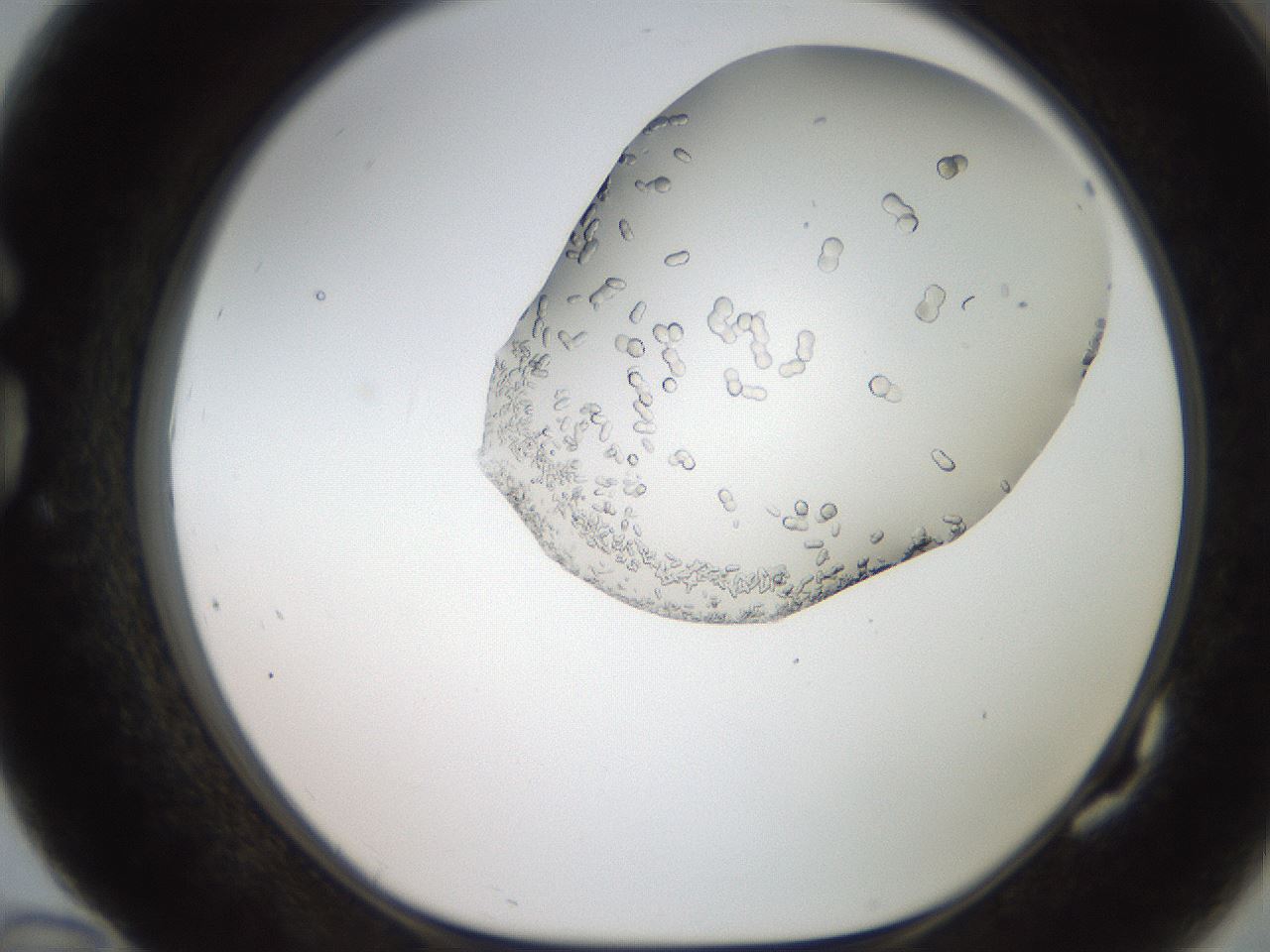 folderID206_plateID2206_batchID10268_wellNum82_profileID1_d1_r149913_ef.jpg