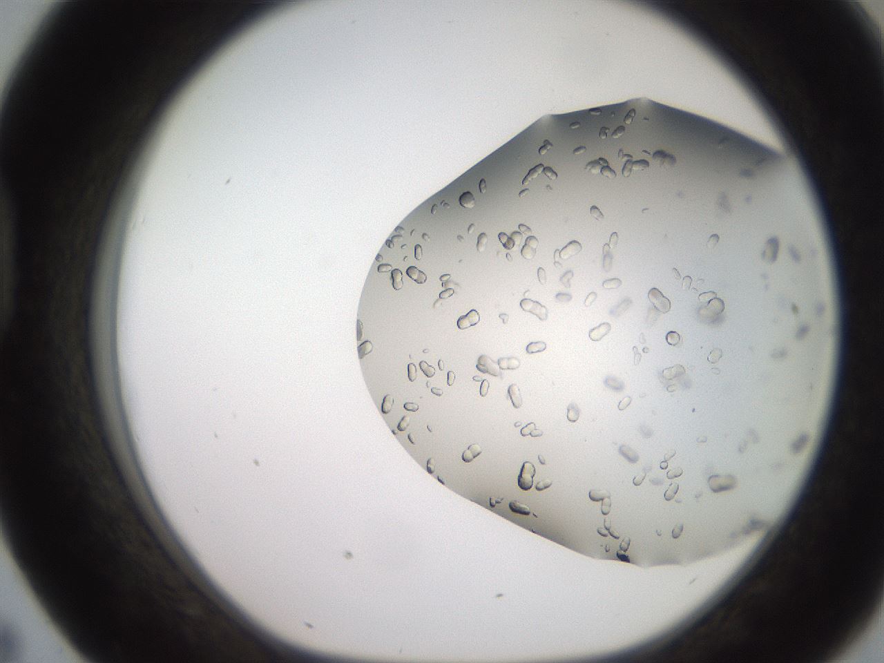 folderID241_plateID2241_batchID10102_wellNum43_profileID1_d1_r154908_ef.jpg
