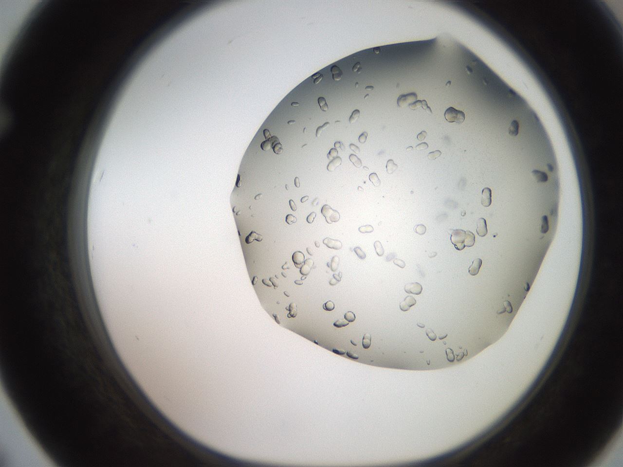 folderID241_plateID2241_batchID10102_wellNum67_profileID1_d1_r154932_ef.jpg