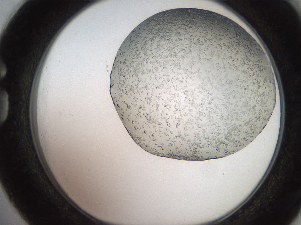 folderID241_plateID2241_batchID10102_wellNum73_profileID1_d1_r154938_ef.jpg