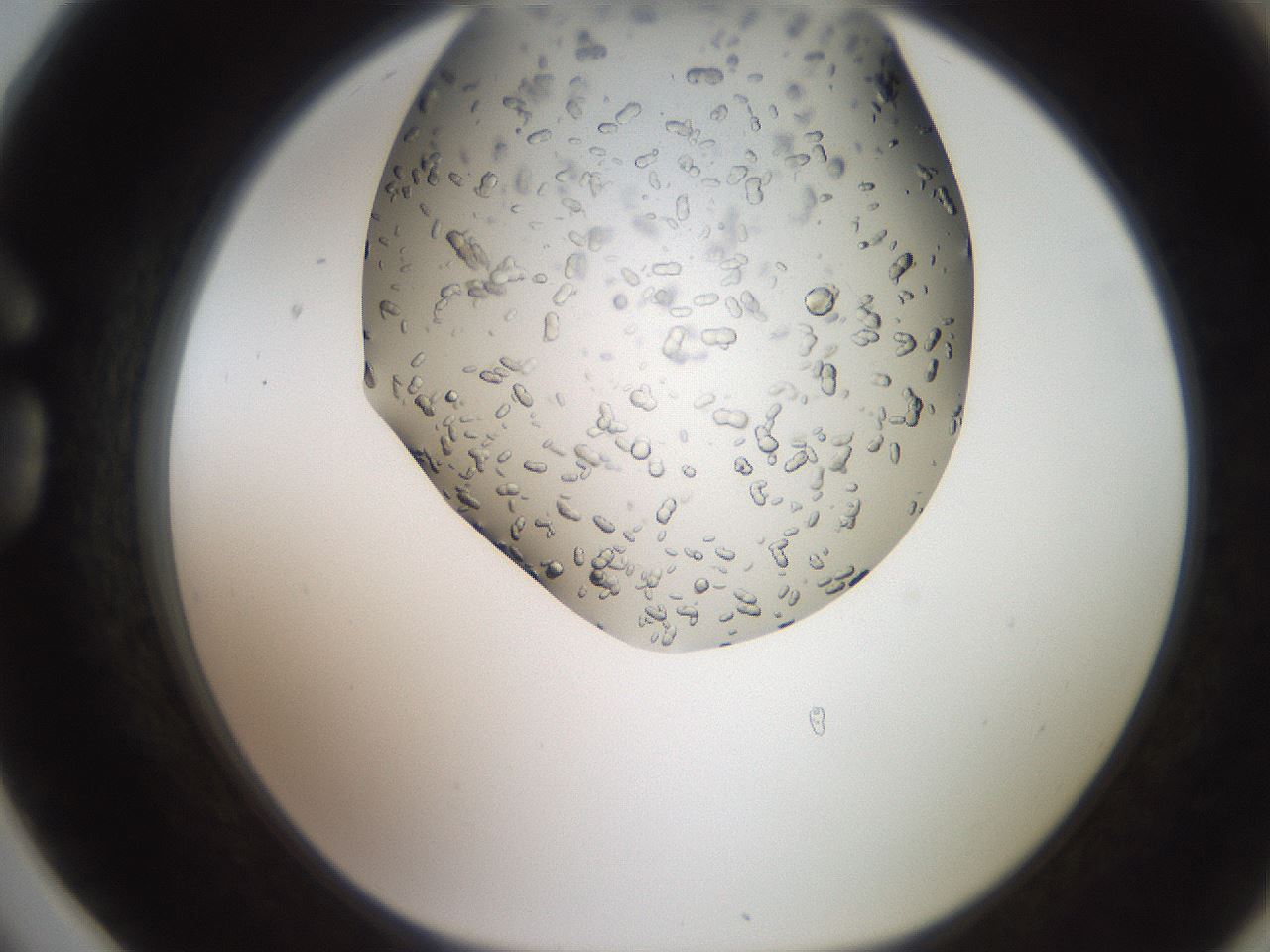 folderID241_plateID2241_batchID10102_wellNum78_profileID1_d1_r154943_ef.jpg