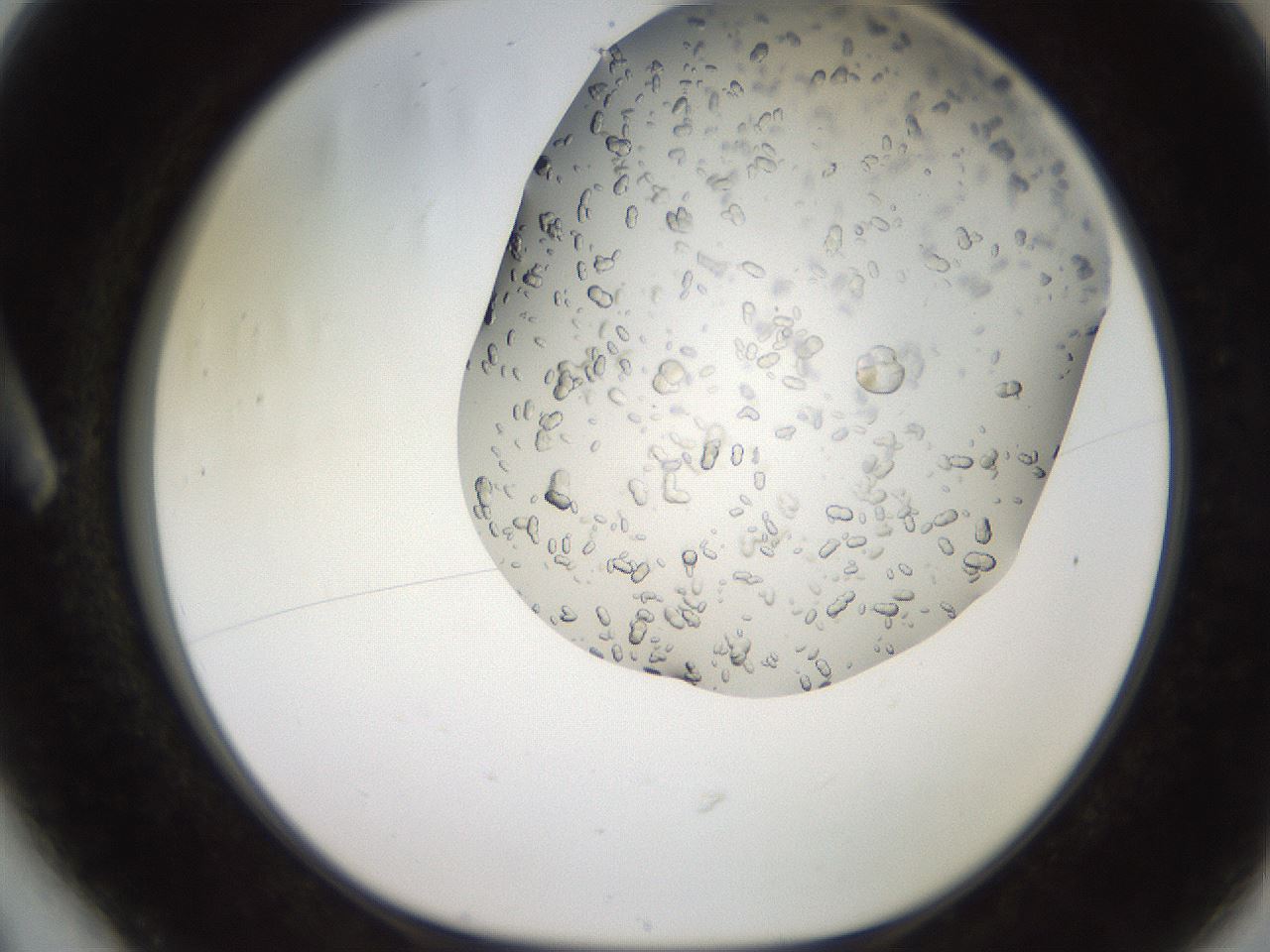 folderID241_plateID2241_batchID10124_wellNum6_profileID1_d1_r154871_ef.jpg