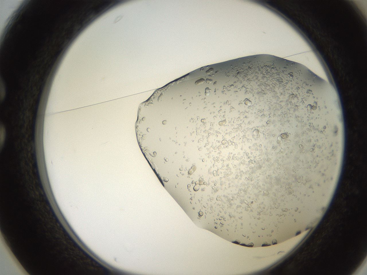 folderID241_plateID2241_batchID10663_wellNum25_profileID1_d1_r154890_ef.jpg