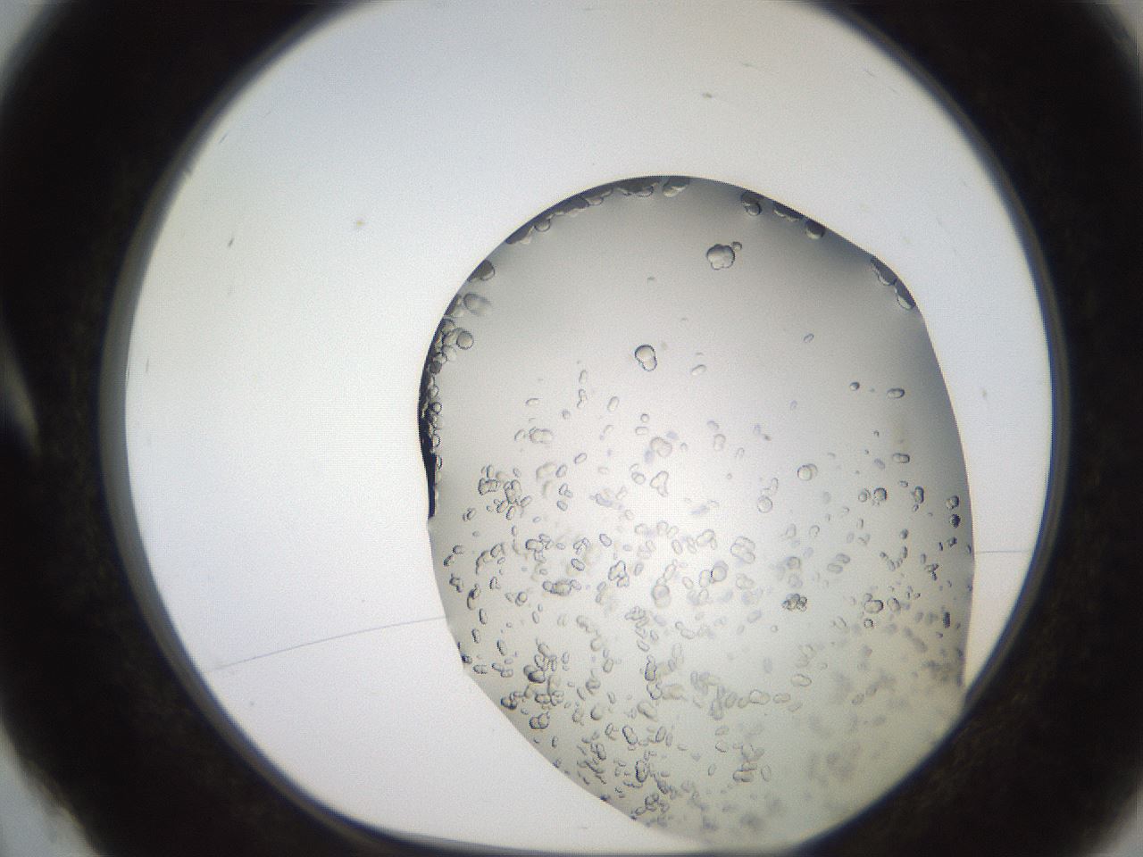 folderID241_plateID2241_batchID10663_wellNum4_profileID1_d1_r154869_ef.jpg