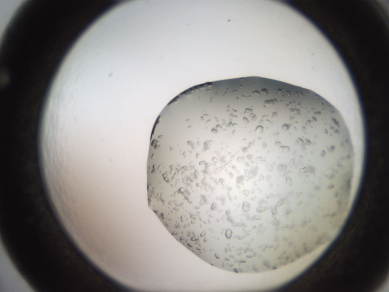folderID241_plateID2241_batchID10663_wellNum65_profileID1_d1_r154930_ef.jpg