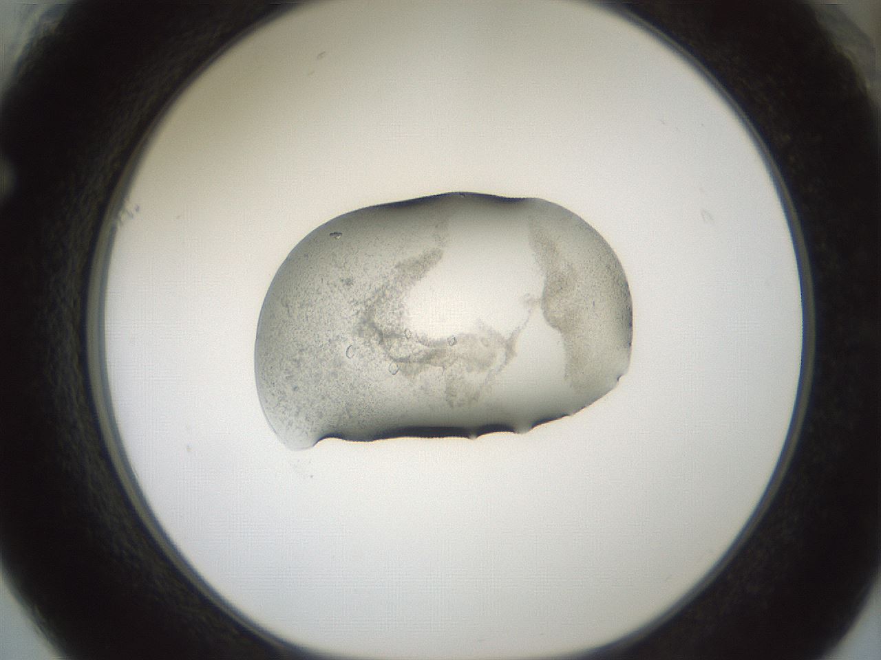 folderID241_plateID3241_batchID18212_wellNum61_profileID1_d1_r283963_ef.jpg
