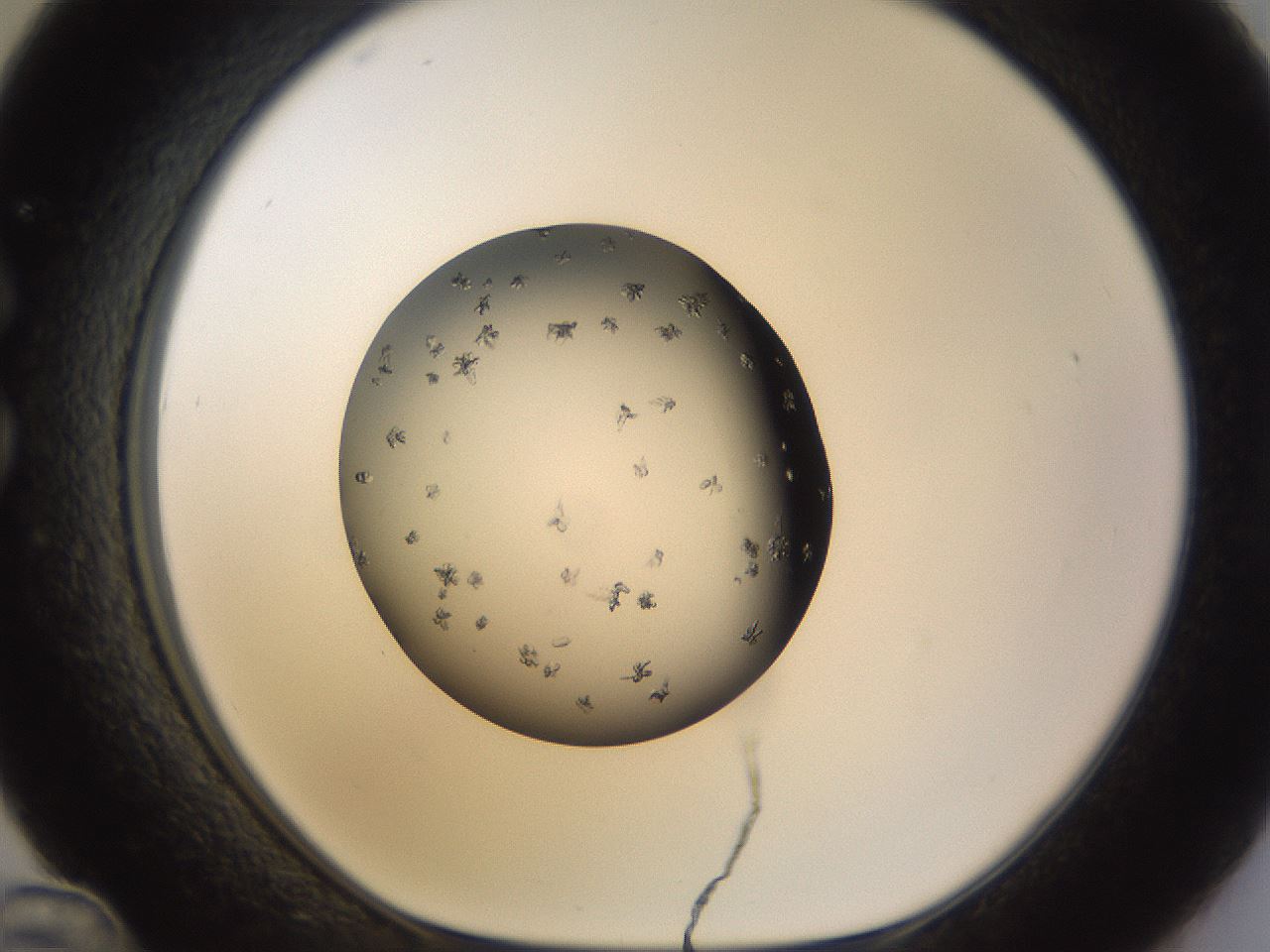 folderID244_plateID3244_batchID19205_wellNum36_profileID1_d1_r283529_ef.jpg
