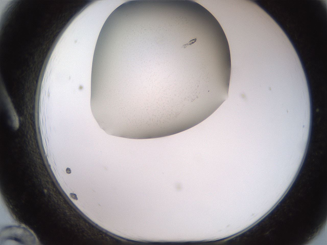 folderID259_plateID2259_batchID10216_wellNum12_profileID1_d1_r157208_ef.jpg