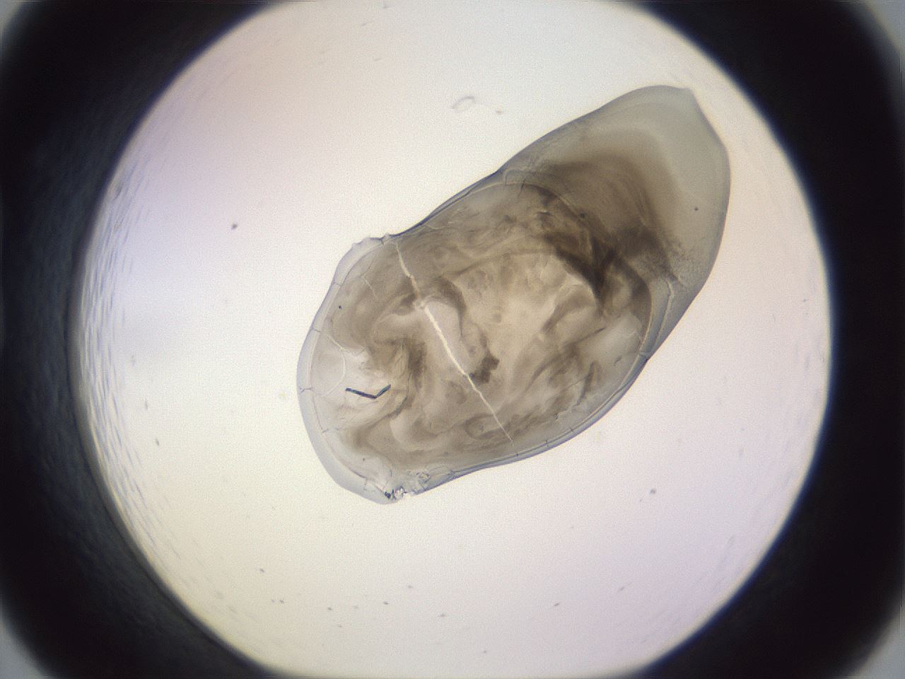 folderID282_plateID1282_batchID4111_wellNum19_profileID1_d1_r76444_ef.jpg