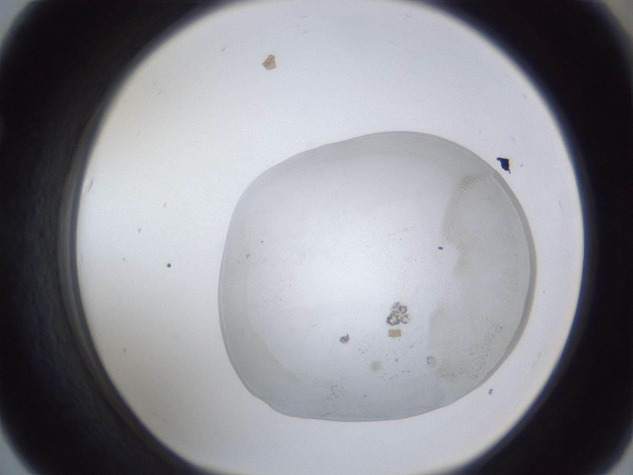 folderID28_plateID1028_batchID1824_wellNum67_profileID1_d1_r44072_ef.jpg
