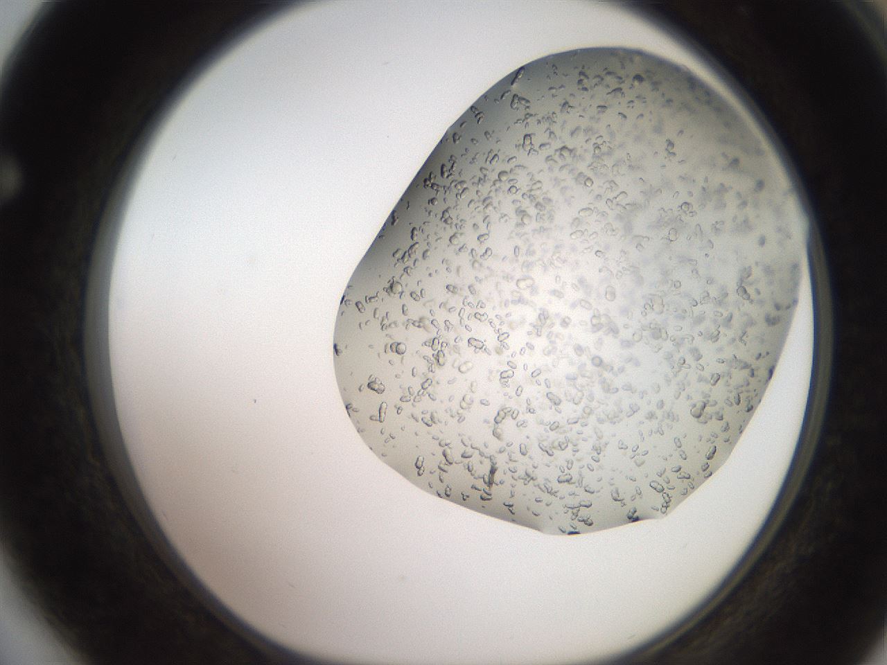 folderID241_plateID2241_batchID10663_wellNum64_profileID1_d1_r154929_ef.jpg