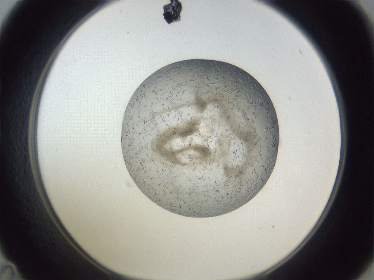 folderID327_plateID1327_batchID4391_wellNum35_profileID1_d1_r79626_ef.jpg