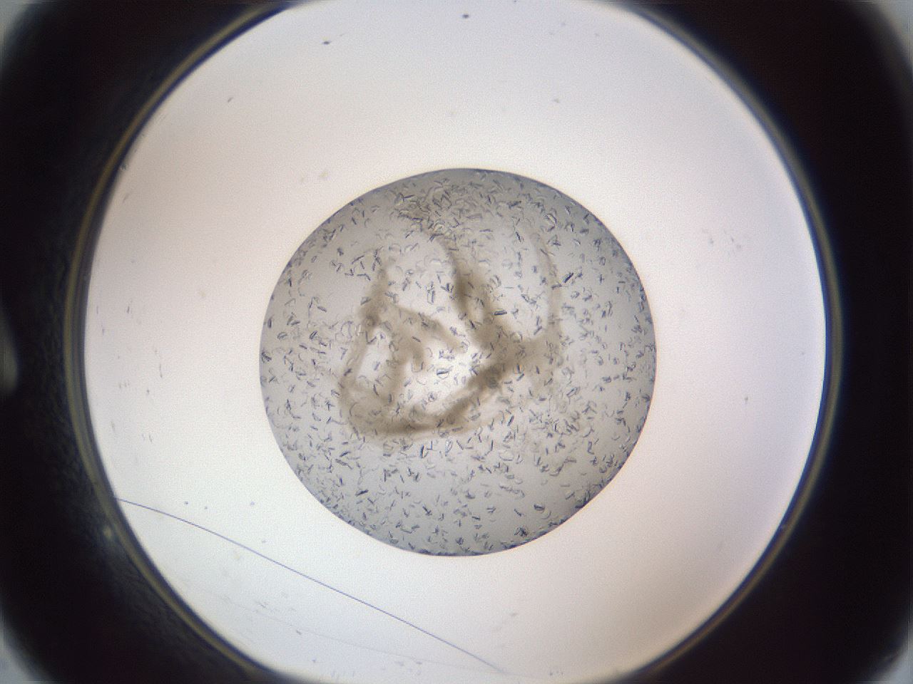 folderID327_plateID1327_batchID4740_wellNum9_profileID1_d1_r79600_ef.jpg