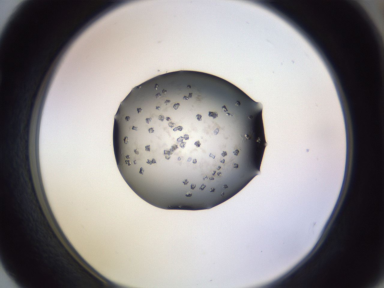 folderID341_plateID1341_batchID4364_wellNum52_profileID1_d1_r80750_ef.jpg