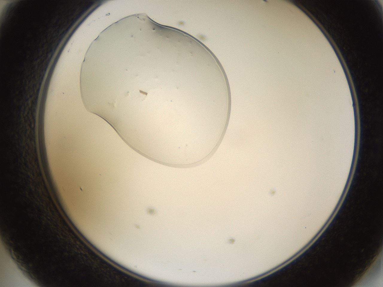 folderID367_plateID1367_batchID4588_wellNum47_profileID1_d2_r83053_ef.jpg