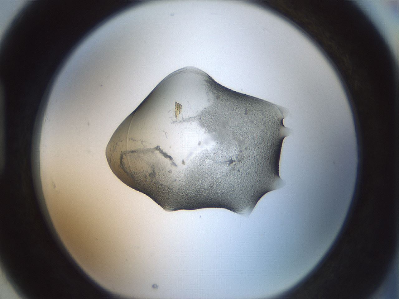 folderID377_plateID1377_batchID4803_wellNum91_profileID1_d1_r84010_ef.jpg