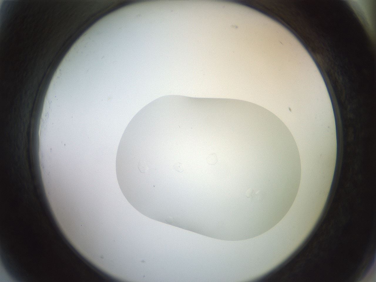 folderID432_plateID3432_batchID20542_wellNum81_profileID1_d2_r305225_ef.jpg
