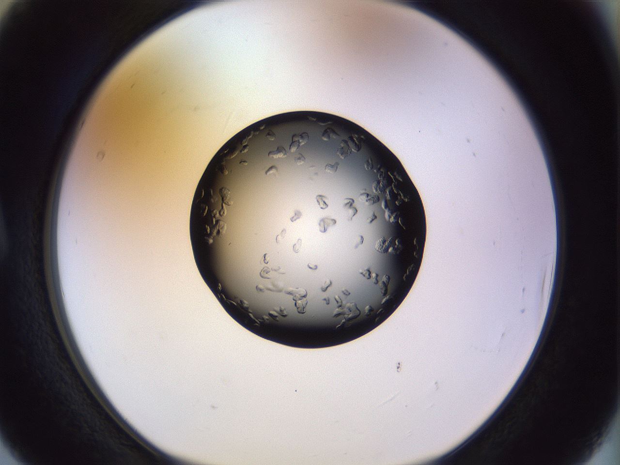 folderID470_plateID1470_batchID6252_wellNum5_profileID1_d1_r92973_ef.jpg