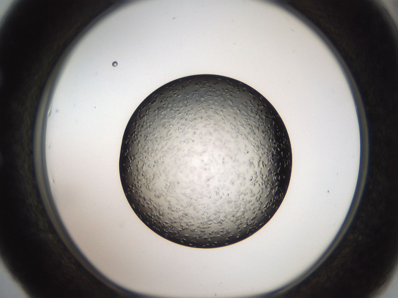 folderID487_plateID3487_batchID20675_wellNum53_profileID1_d1_r311188_ef.jpg