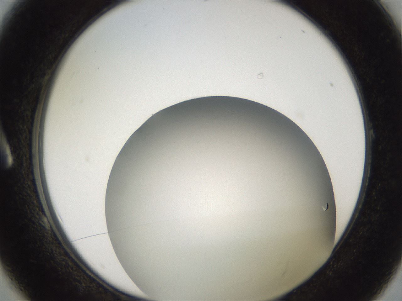 folderID487_plateID3487_batchID21381_wellNum1_profileID1_d1_r311136_ef.jpg
