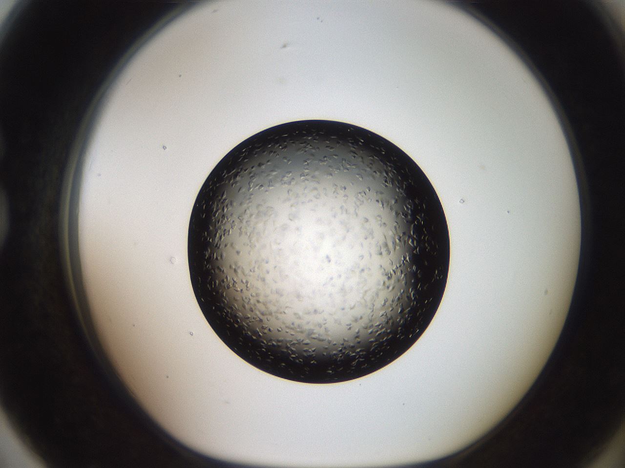 folderID487_plateID3487_batchID21381_wellNum79_profileID1_d1_r311214_ef.jpg