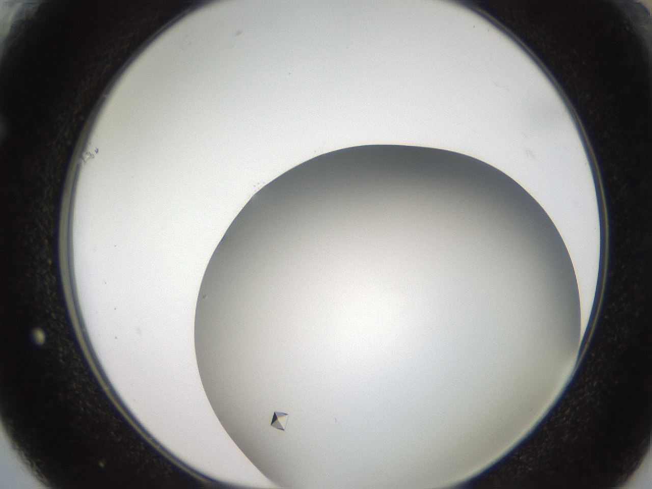 folderID487_plateID3487_batchID21612_wellNum61_profileID1_d1_r311196_ef.jpg