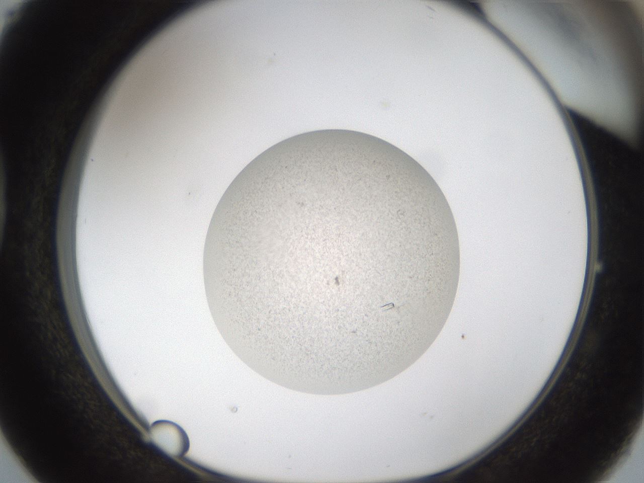 folderID49_plateID1049_batchID2064_wellNum38_profileID1_d1_r46957_ef.jpg