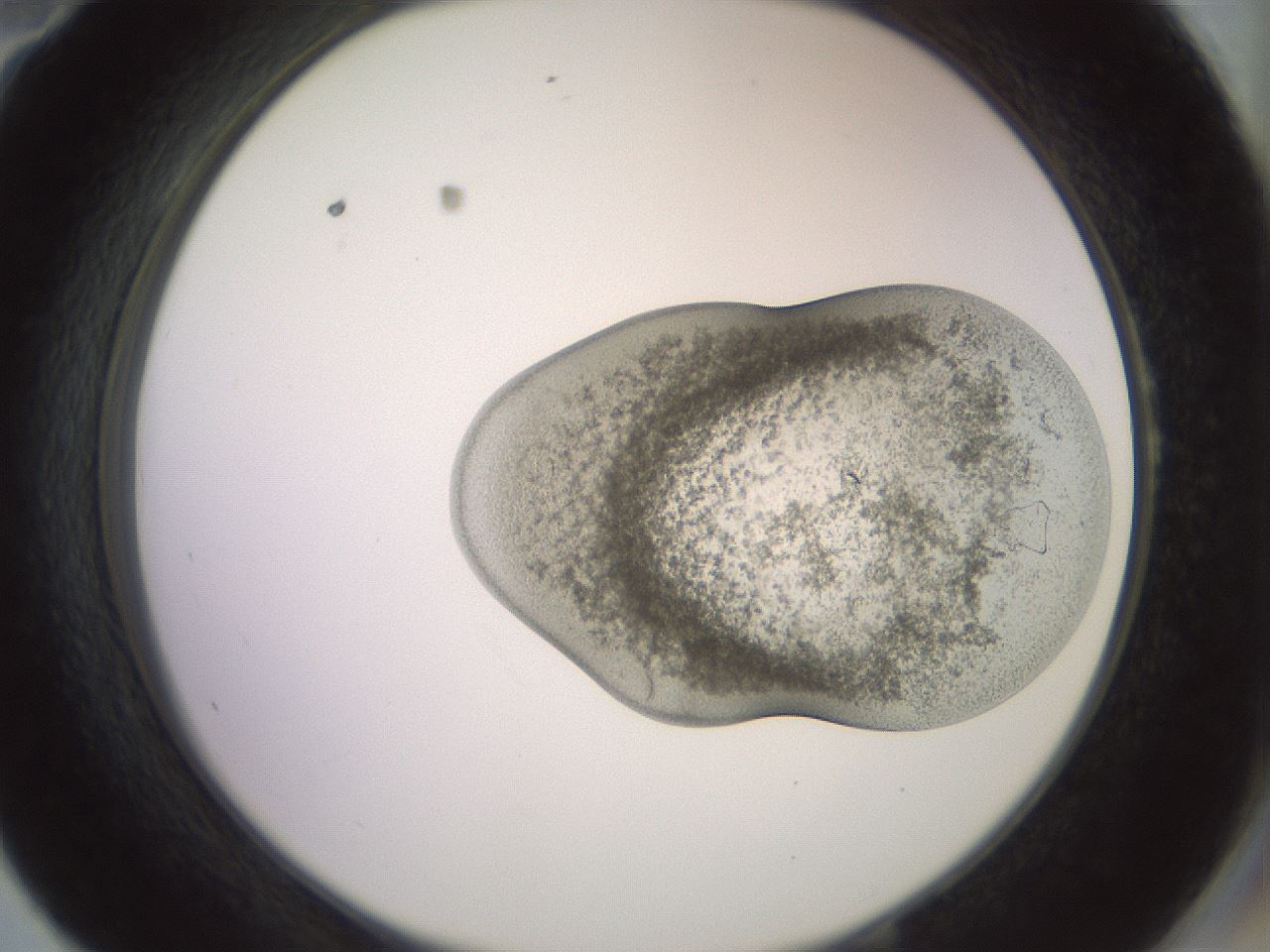 folderID504_plateID3504_batchID21023_wellNum58_profileID1_d2_r315385_ef.jpg