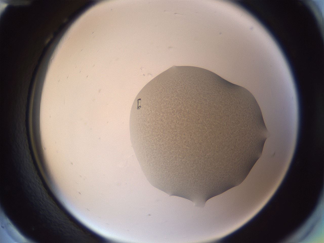 folderID514_plateID3514_batchID21532_wellNum96_profileID1_d2_r313157_ef.jpg