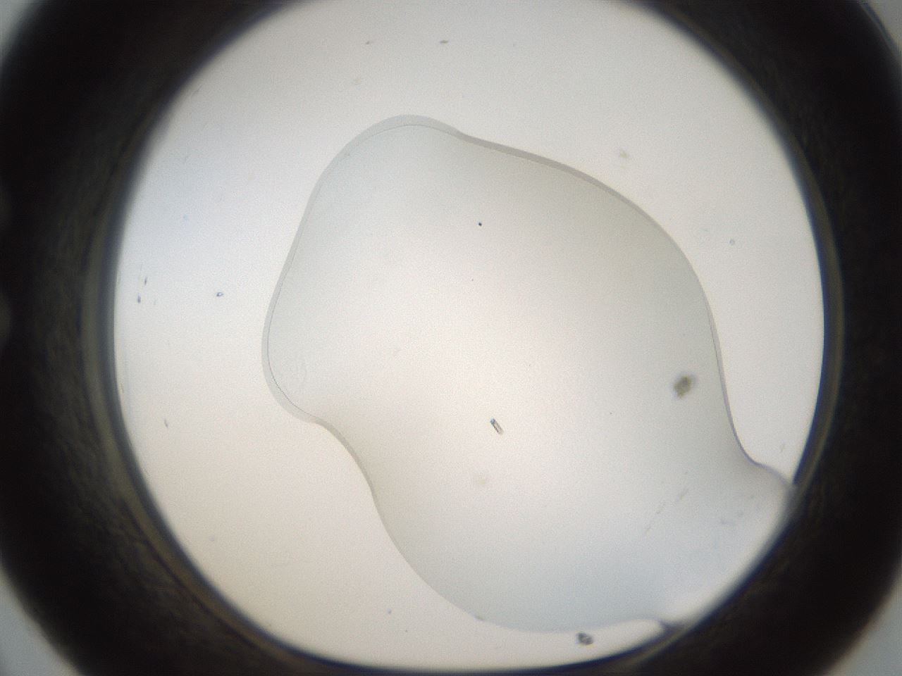 folderID53_plateID1053_batchID2028_wellNum32_profileID1_d1_r47344_ef.jpg
